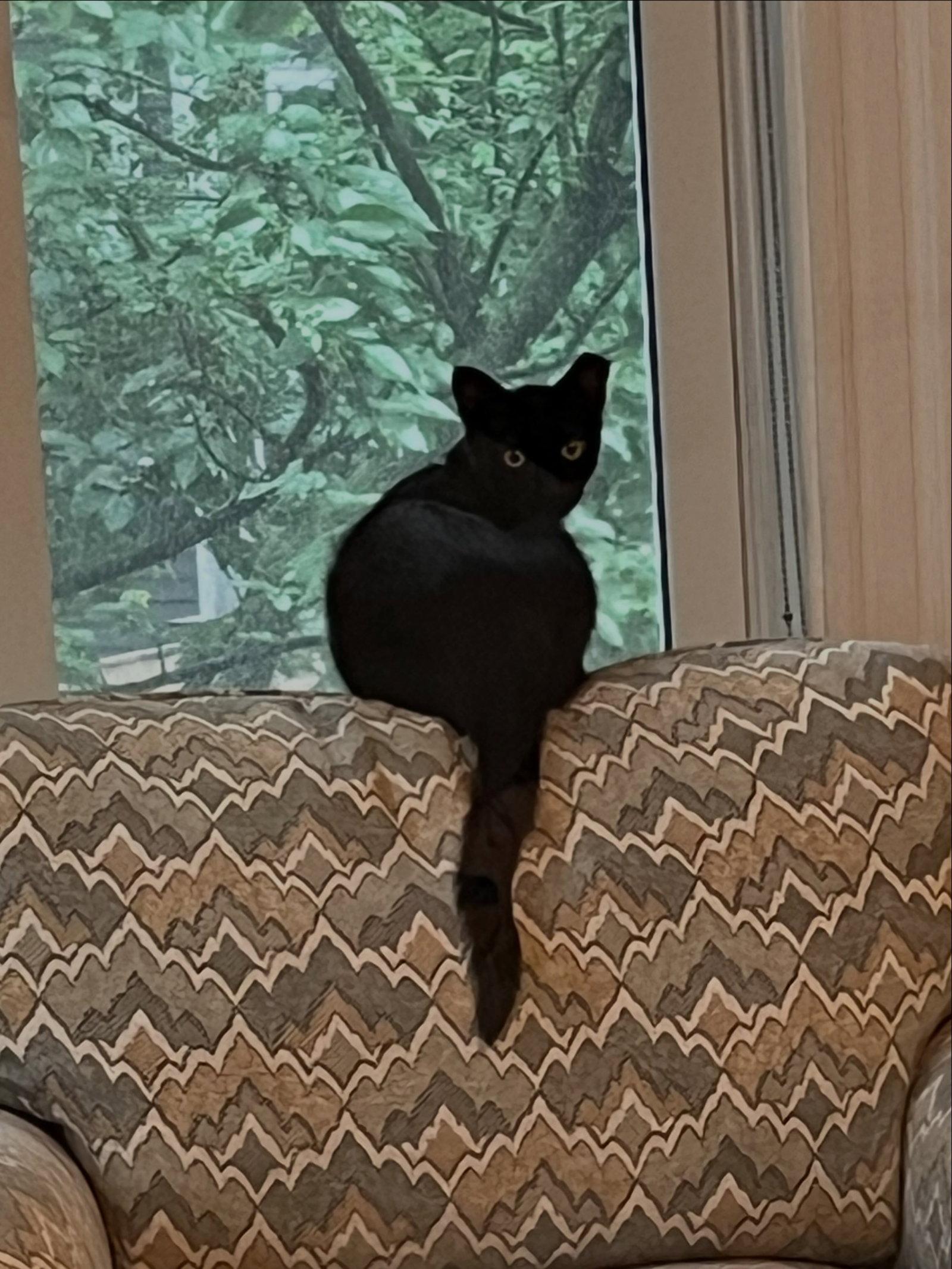 Enlarge Pipette, a Adoptable Domestic Short Hair in Somerville, MA image 2/3