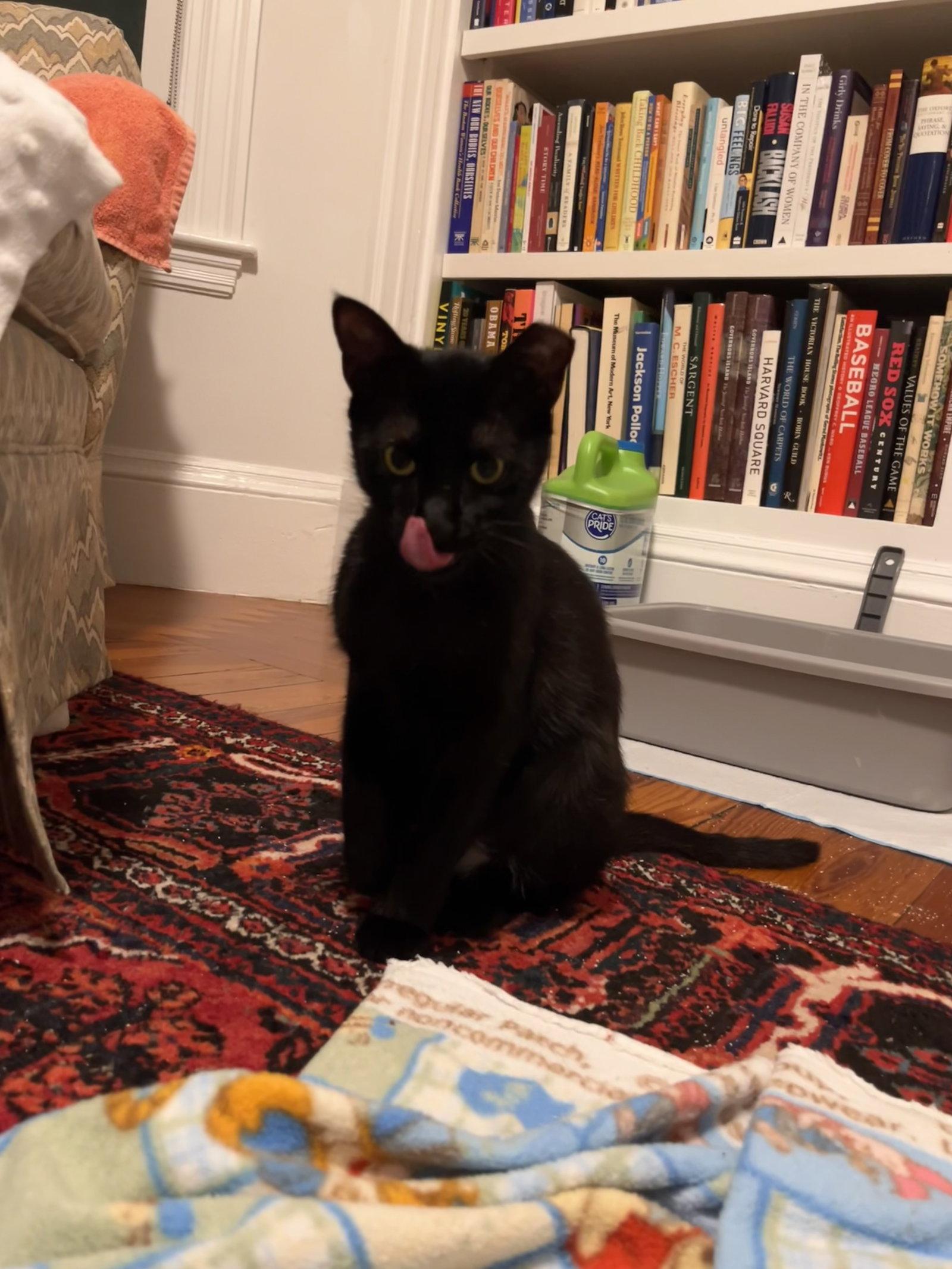 Enlarge Pipette, a Adoptable Domestic Short Hair in Somerville, MA image 3/3
