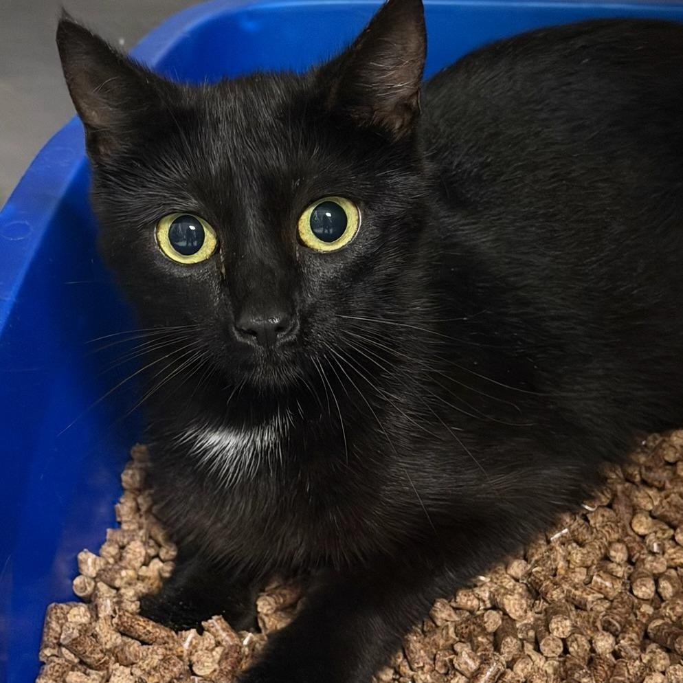 Enlarge Mizuna, a Adoptable Domestic Short Hair in Marion, VA image 1/1