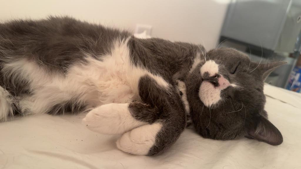 PoGray, a Adoptable mixed breed in Saint Paul, MN image 1/6