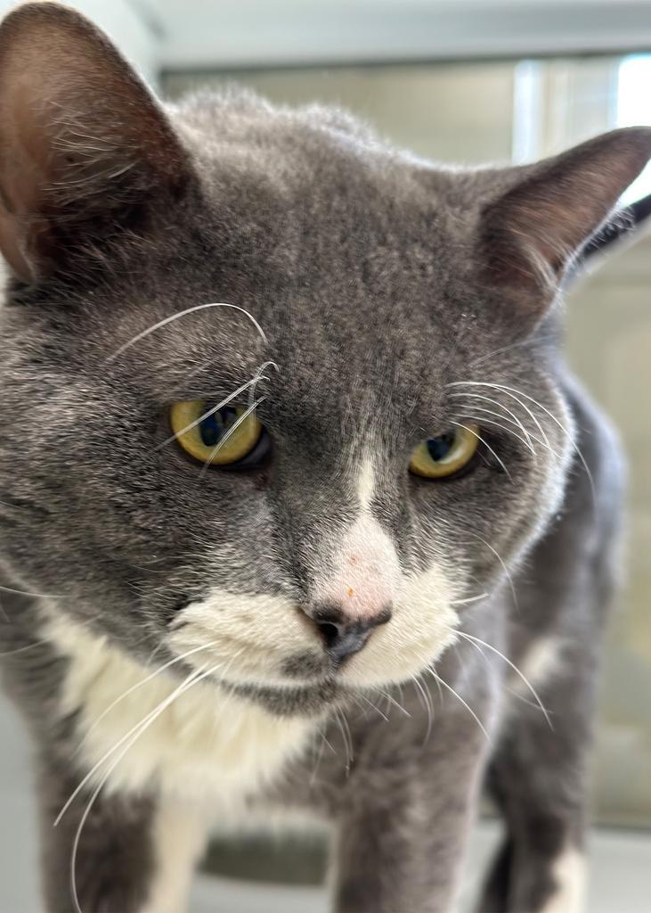 PoGray, Adoptable, Adult Male Domestic Short Hair.