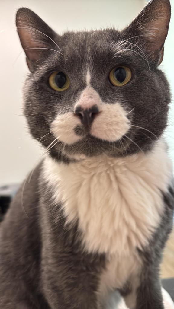 Enlarge PoGray, a Adoptable mixed breed in Saint Paul, MN image 3/6