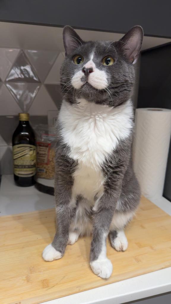 Enlarge PoGray, a Adoptable mixed breed in Saint Paul, MN image 5/6