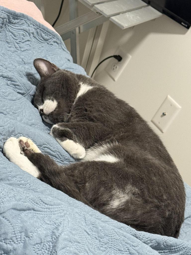 PoGray, a Adoptable mixed breed in Saint Paul, MN image 5/6