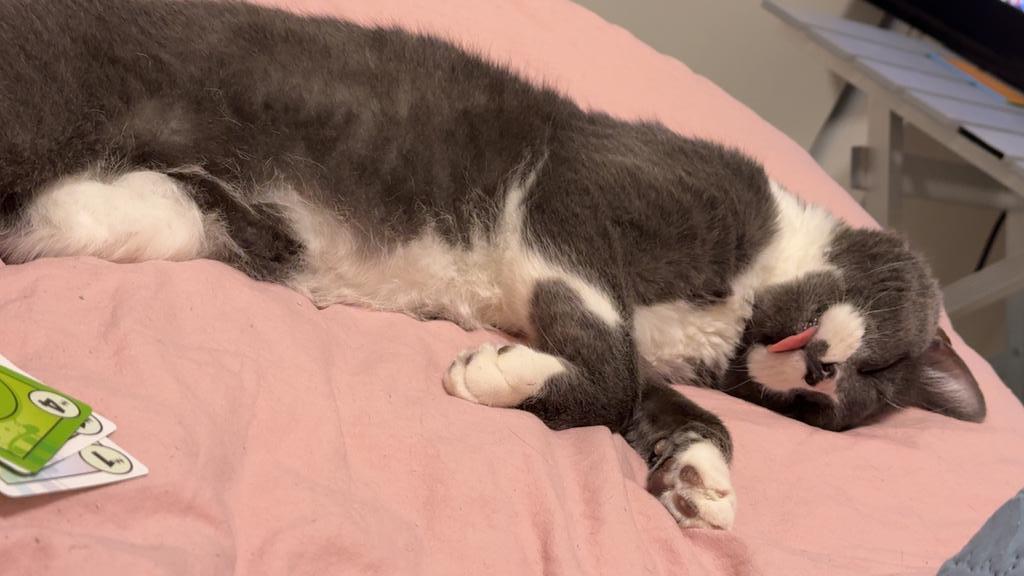 Enlarge PoGray, a Adoptable mixed breed in Saint Paul, MN image 6/6