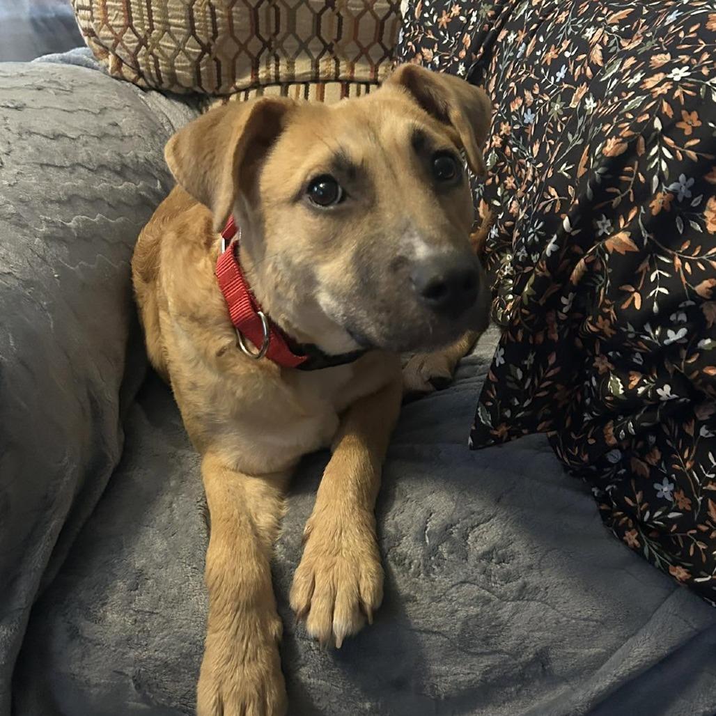Mochi, a Adoptable mixed breed in Overland Park, KS image 1/6