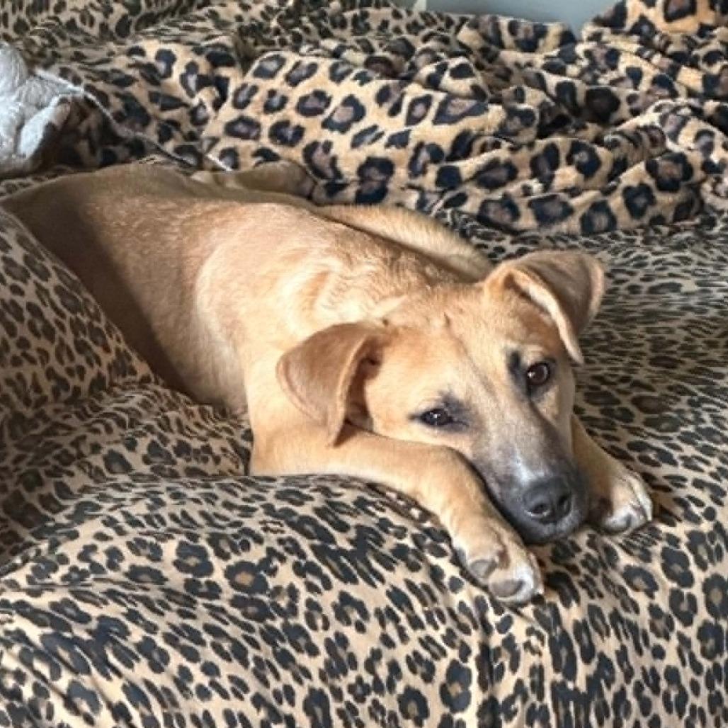 Mochi, a Adoptable mixed breed in Overland Park, KS image 2/6