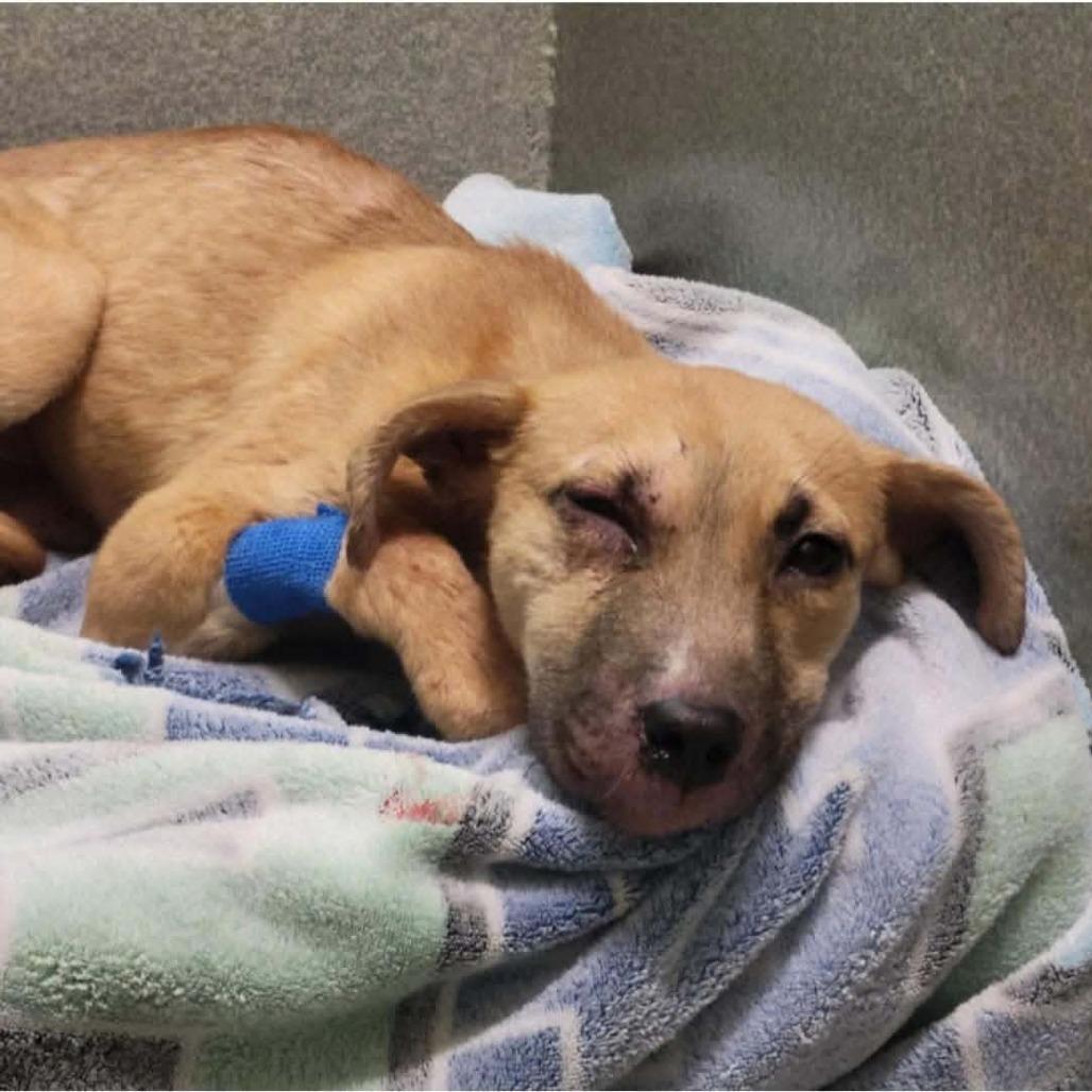 Mochi, a Adoptable mixed breed in Overland Park, KS image 3/6