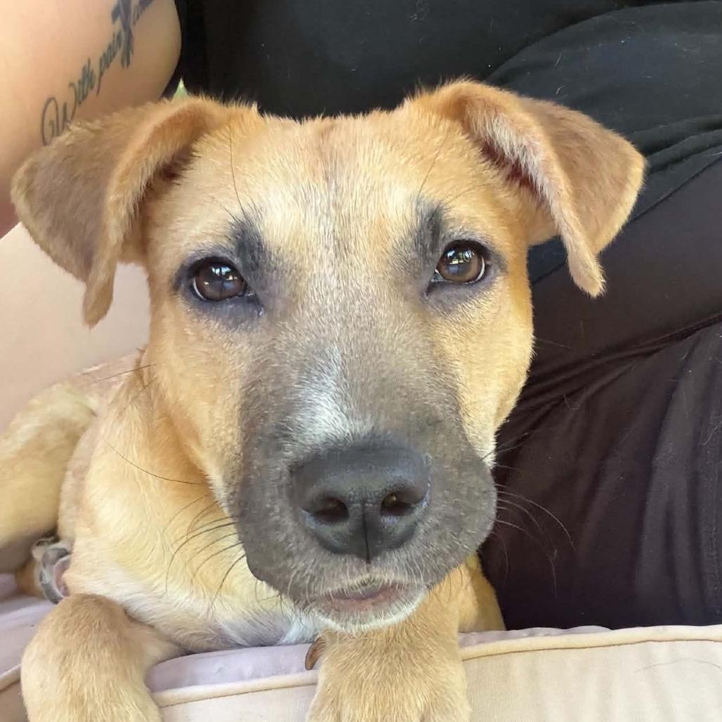 Mochi, a Adoptable mixed breed in Overland Park, KS image 6/6