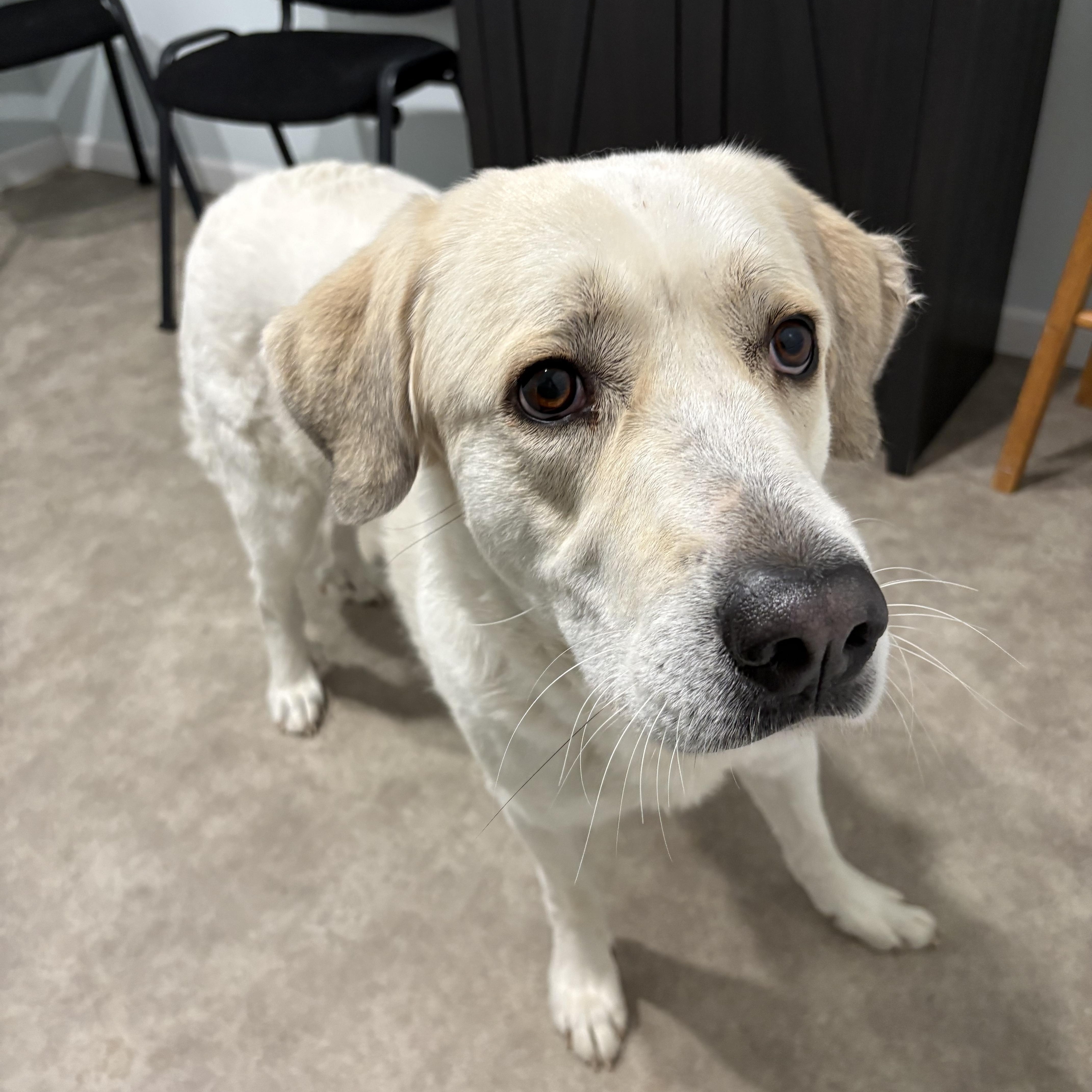 Mosa, ADOPTABLE, Adult Female Great Pyrenees.
