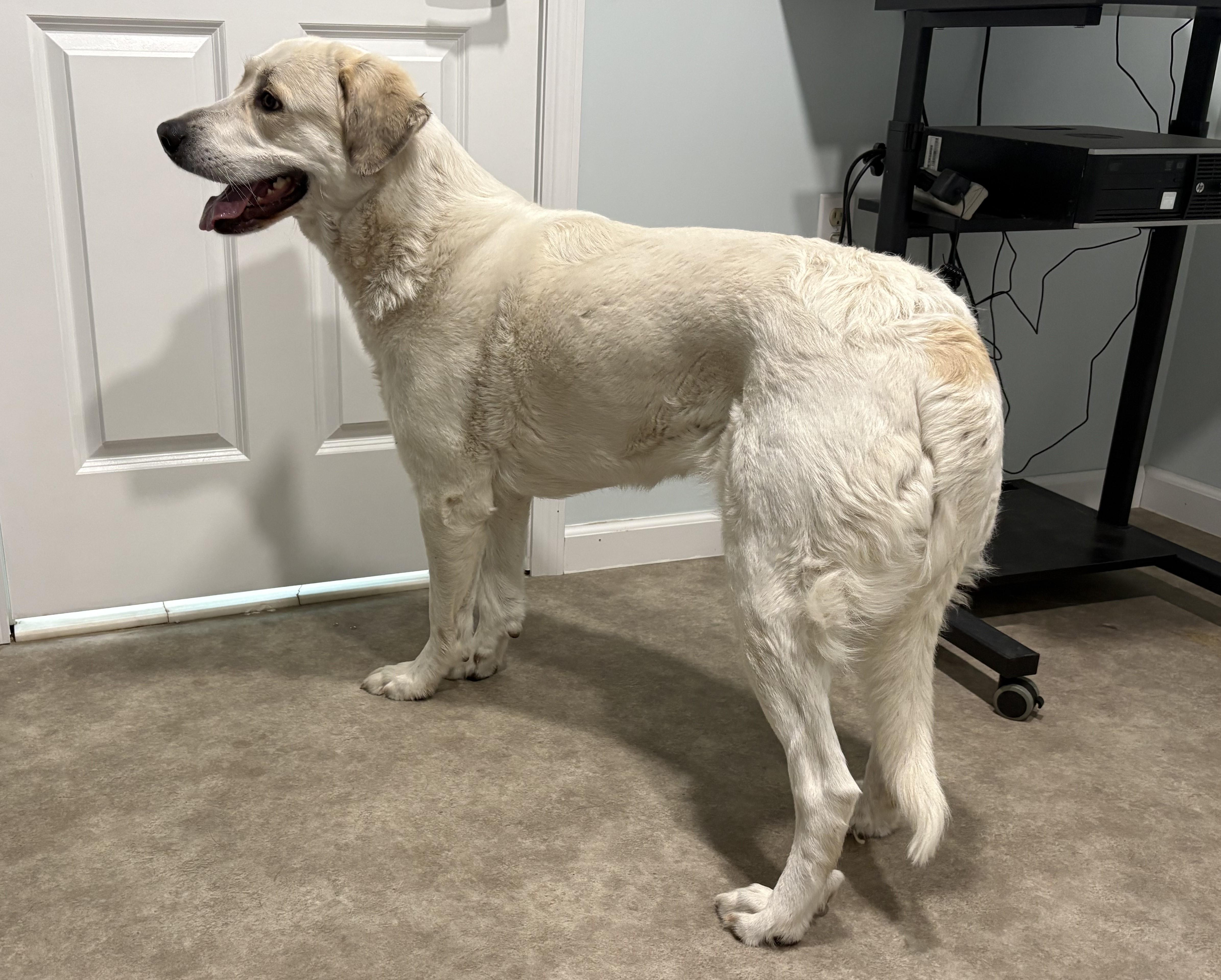 Enlarge Mosa, a ADOPTABLE Great Pyrenees in Grant, NE image 4/4