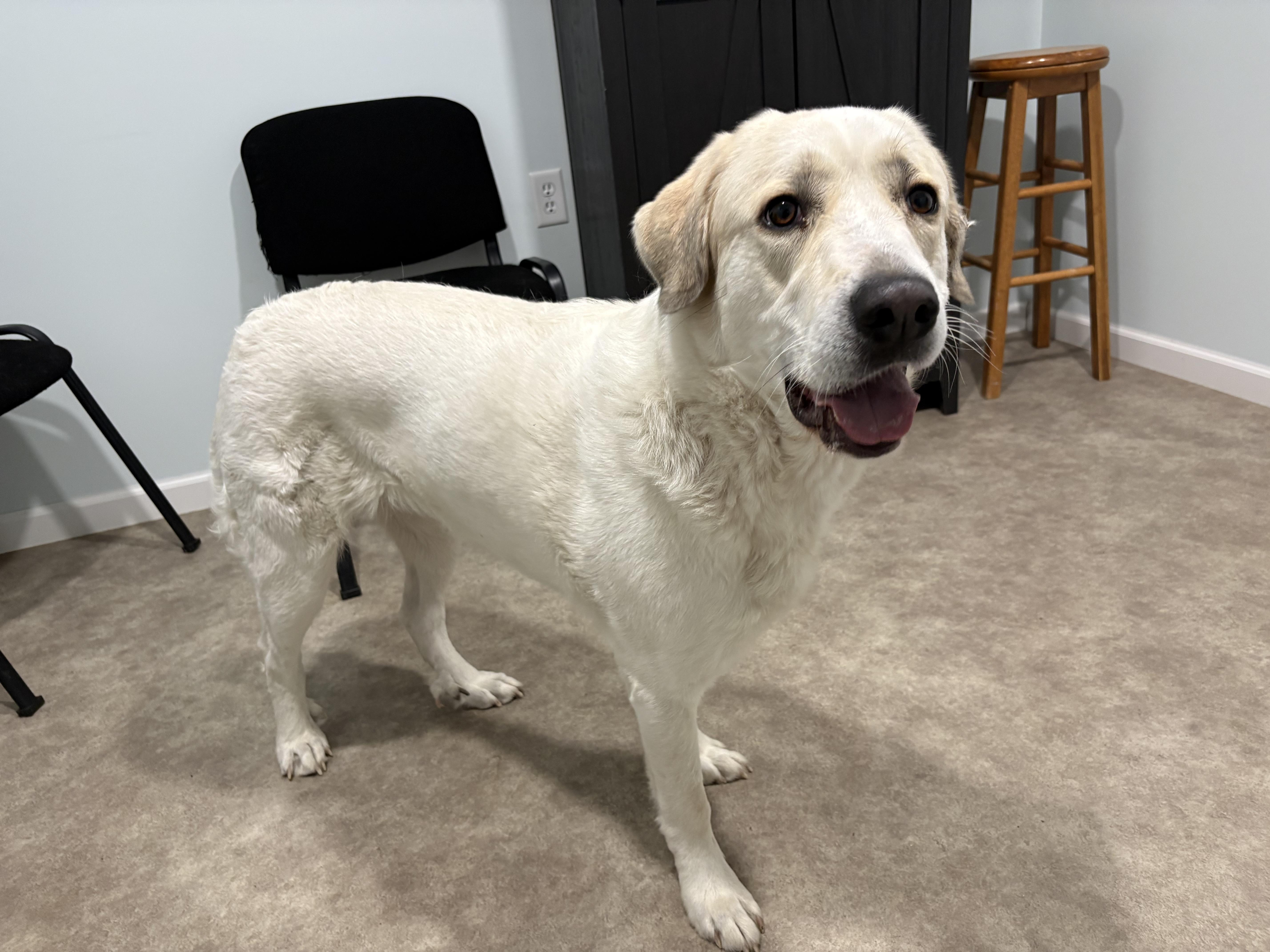Enlarge Mosa, a ADOPTABLE Great Pyrenees in Grant, NE image 3/4