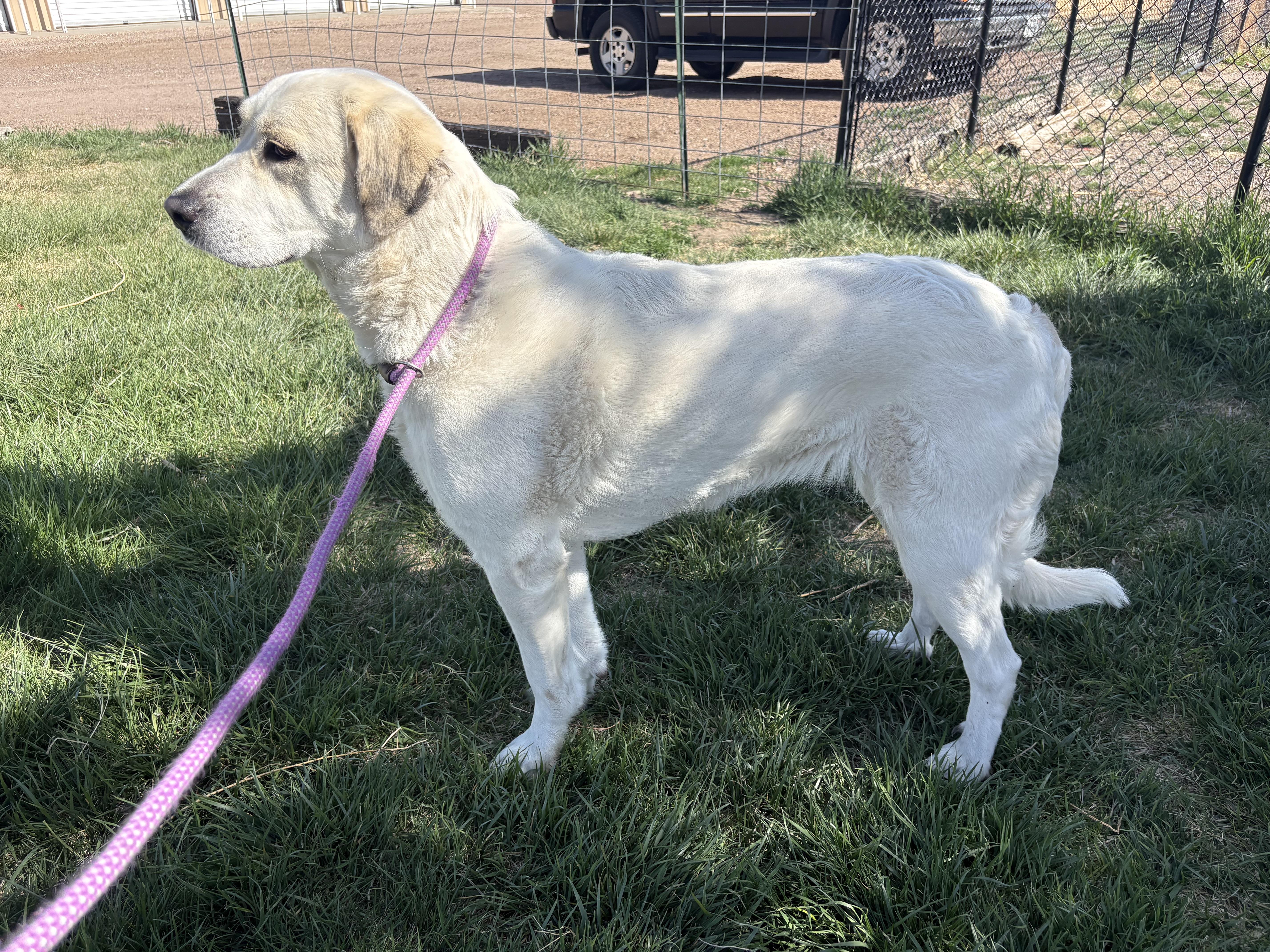 Enlarge Mosa, a ADOPTABLE Great Pyrenees in Grant, NE image 2/4