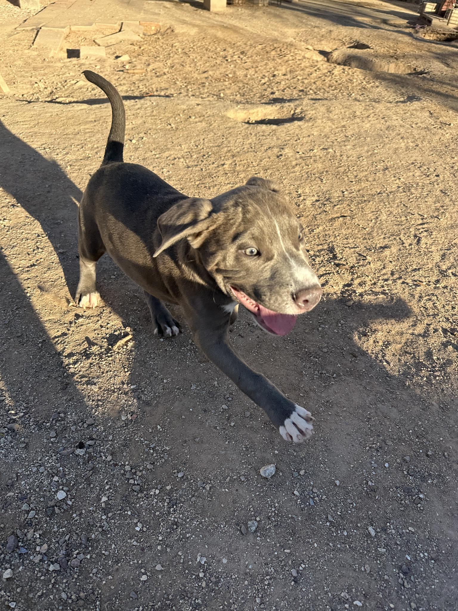 Cory, ADOPTABLE, Puppy Male Pit Bull Terrier.