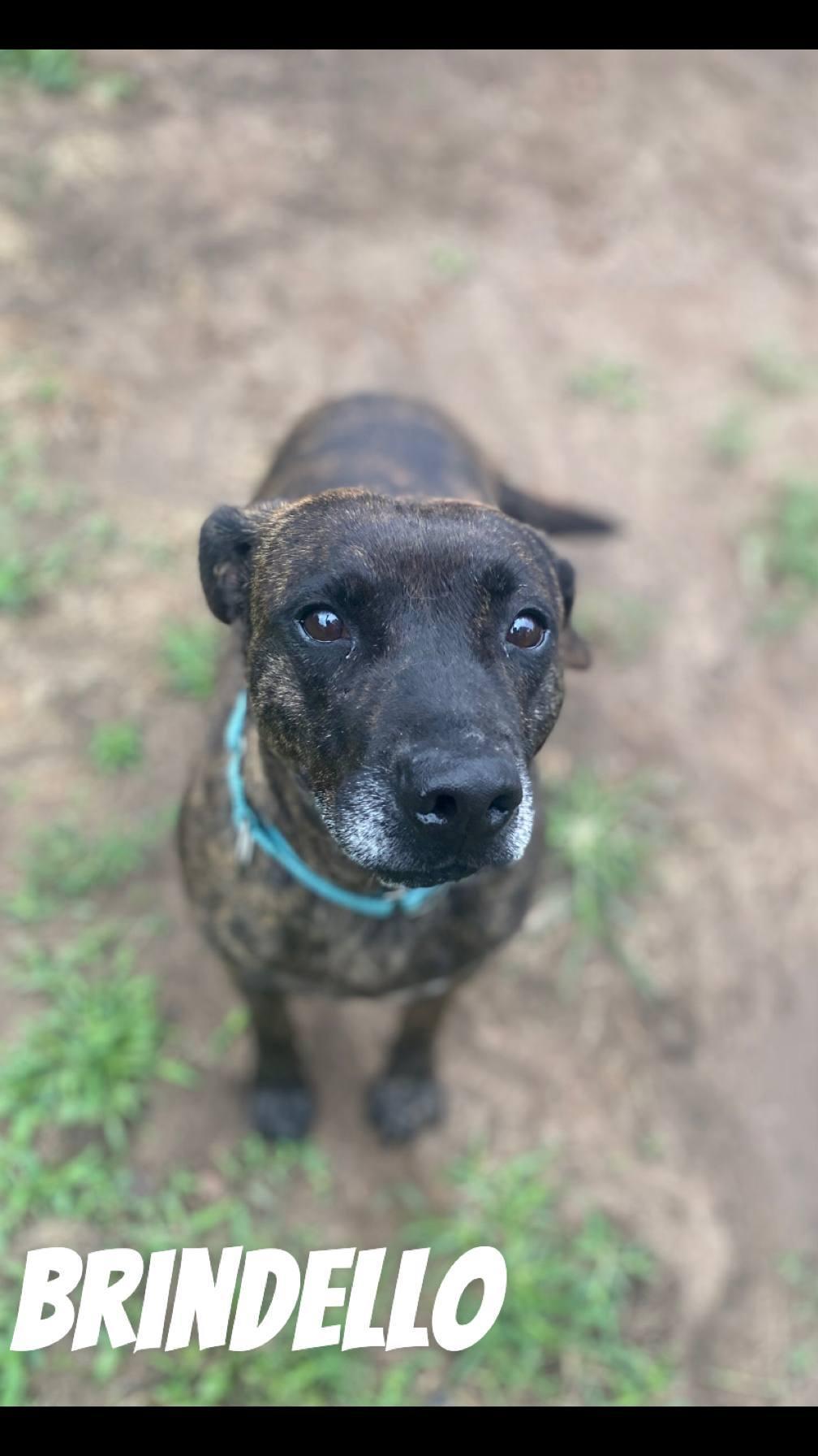 Brindello — thumbnail 3