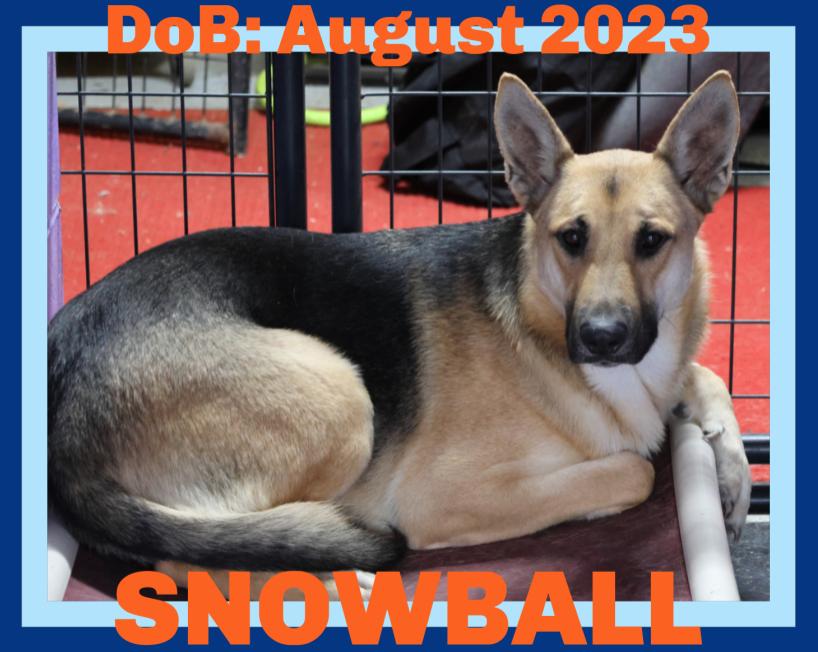 SNOWBALL, Adoptable, Young Male German Shepherd Dog.
