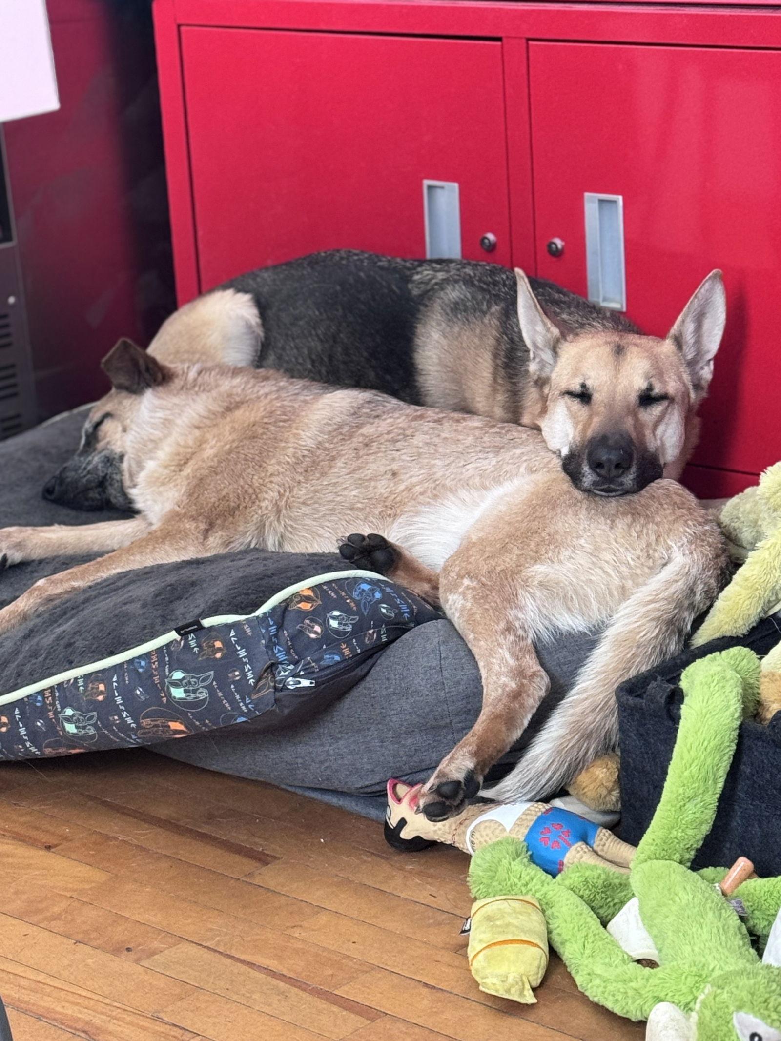 Snowball bonded with LUCY, Adoptable, Young Male German Shepherd Dog.