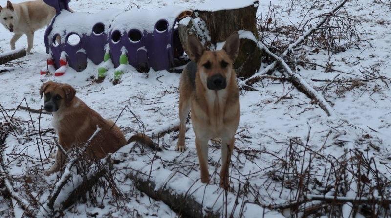 Snowball thumbnail 3