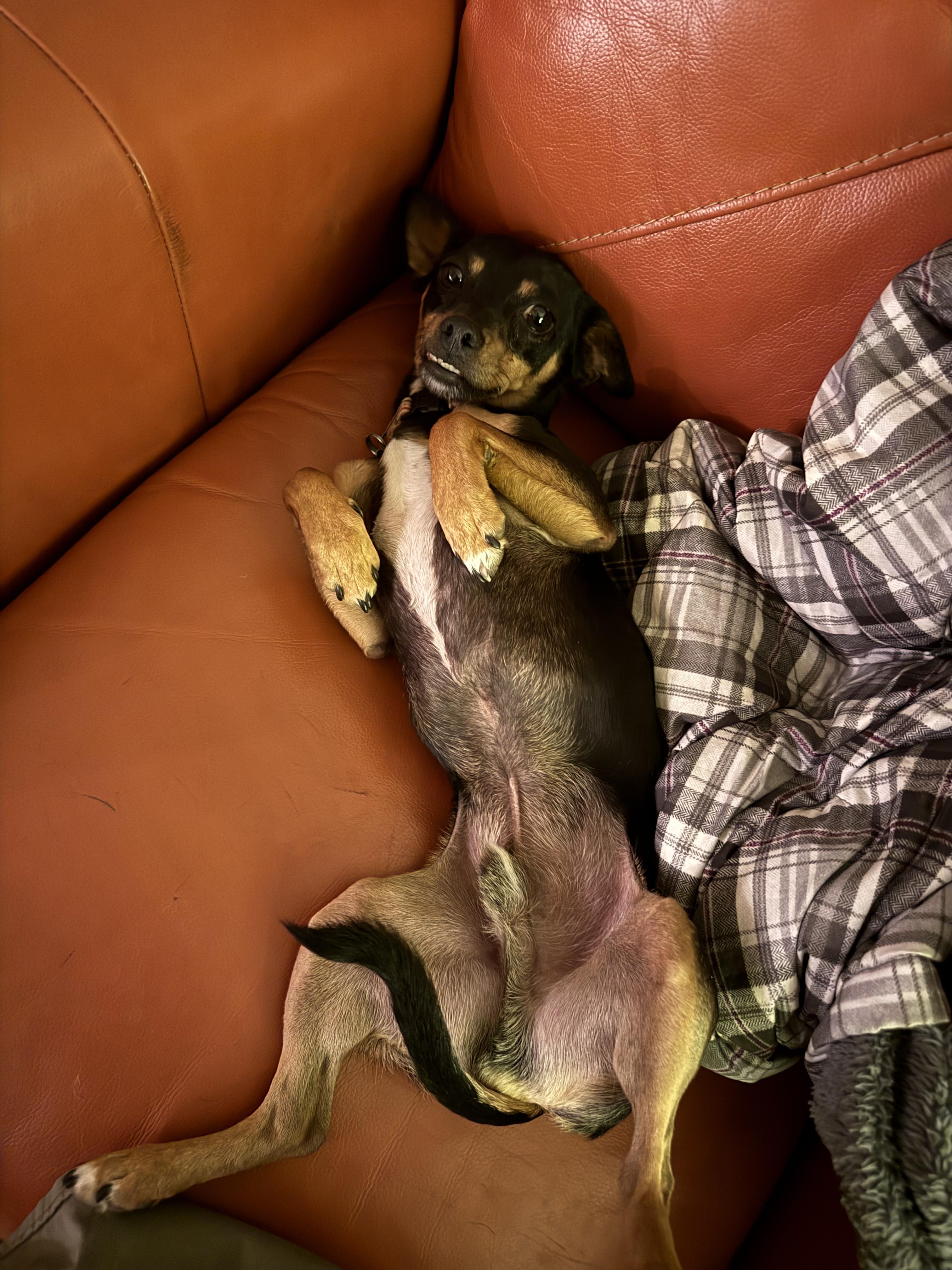 Enlarge Javi, a Adoptable mixed breed in Bend, OR image 5/6
