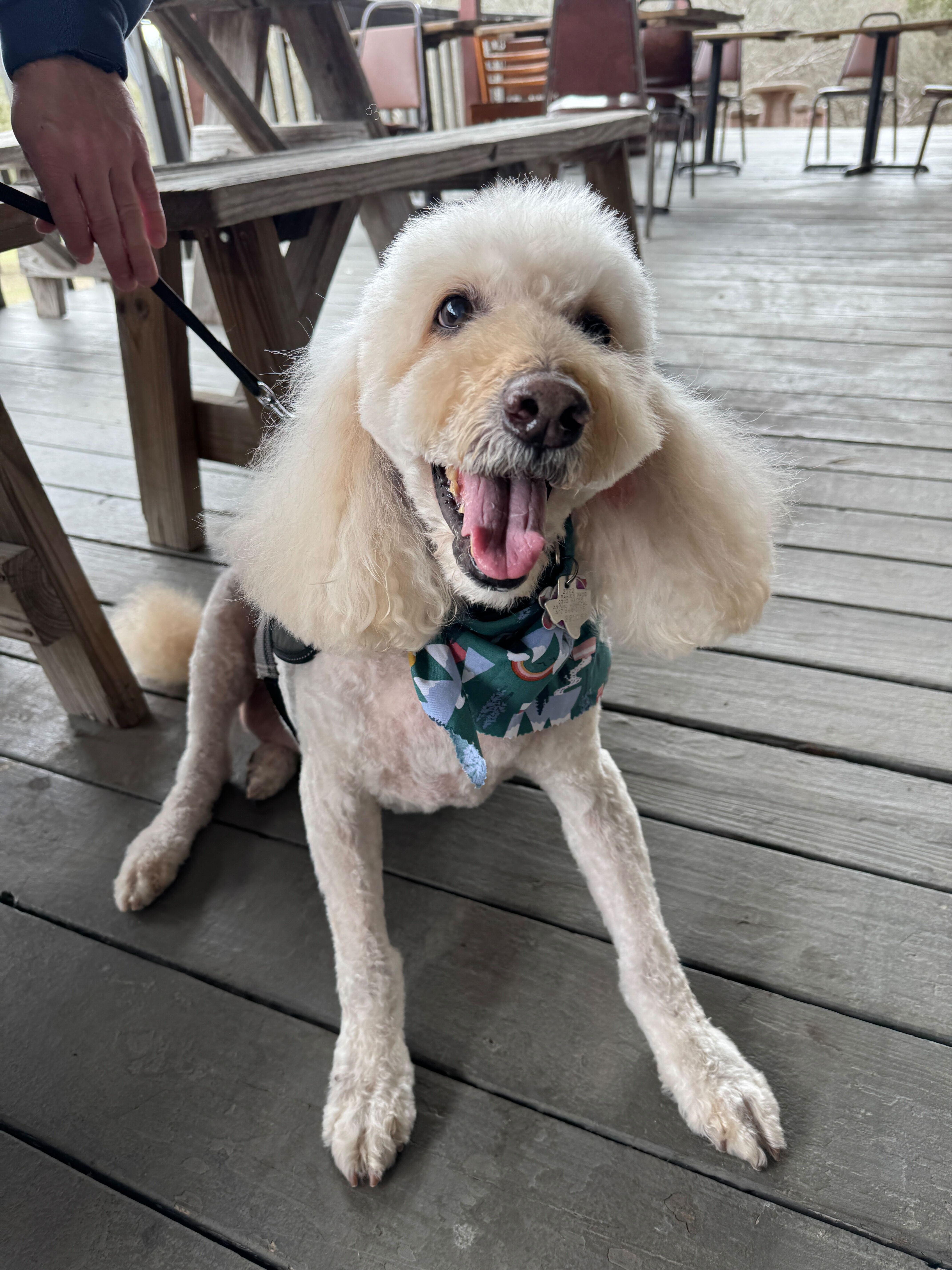 Boomerang, an adoptable Labradoodle in Garland, TX, 75041 | Photo Image 3