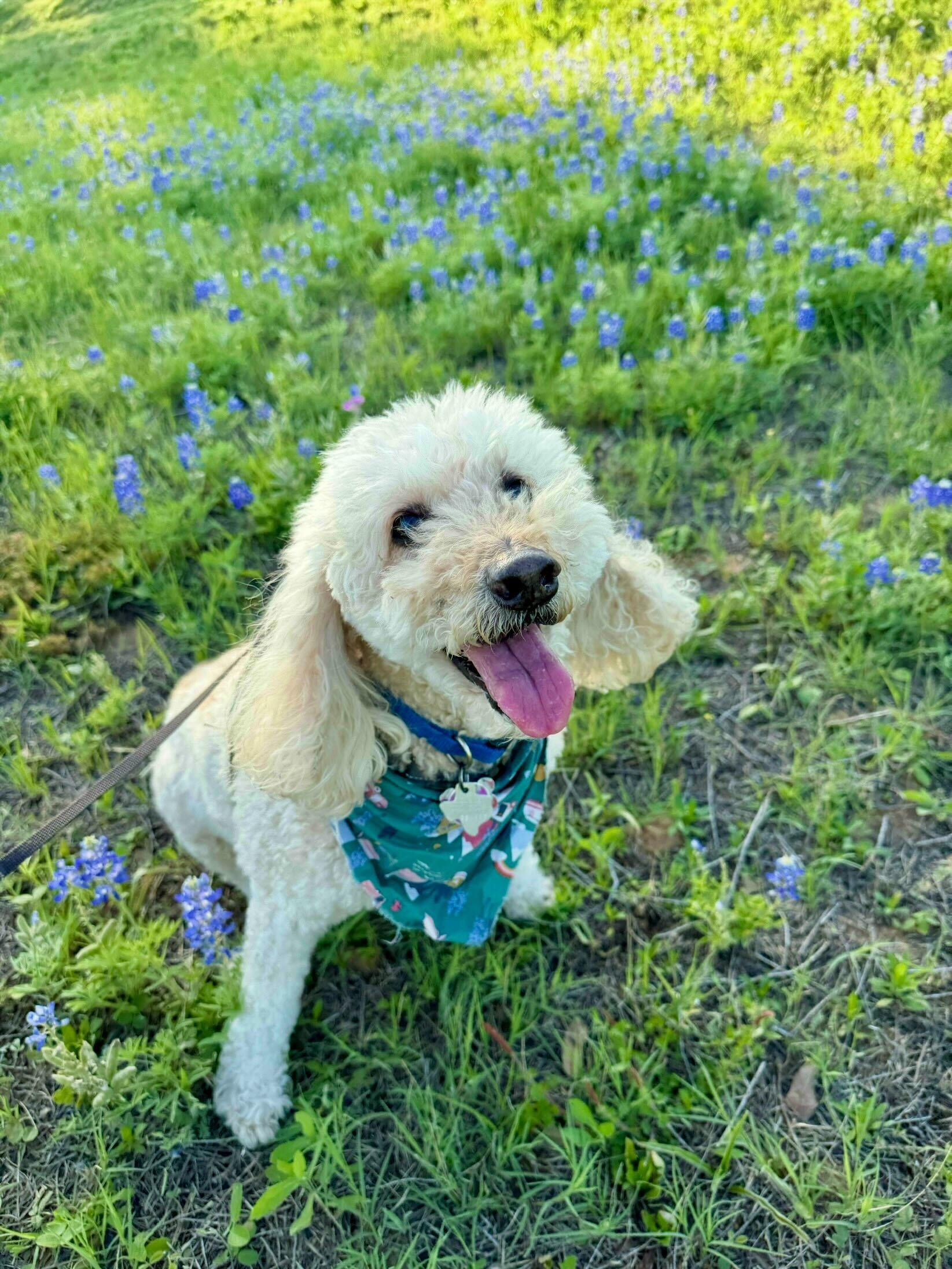 Boomerang, an adoptable Labradoodle in Garland, TX, 75041 | Photo Image 2