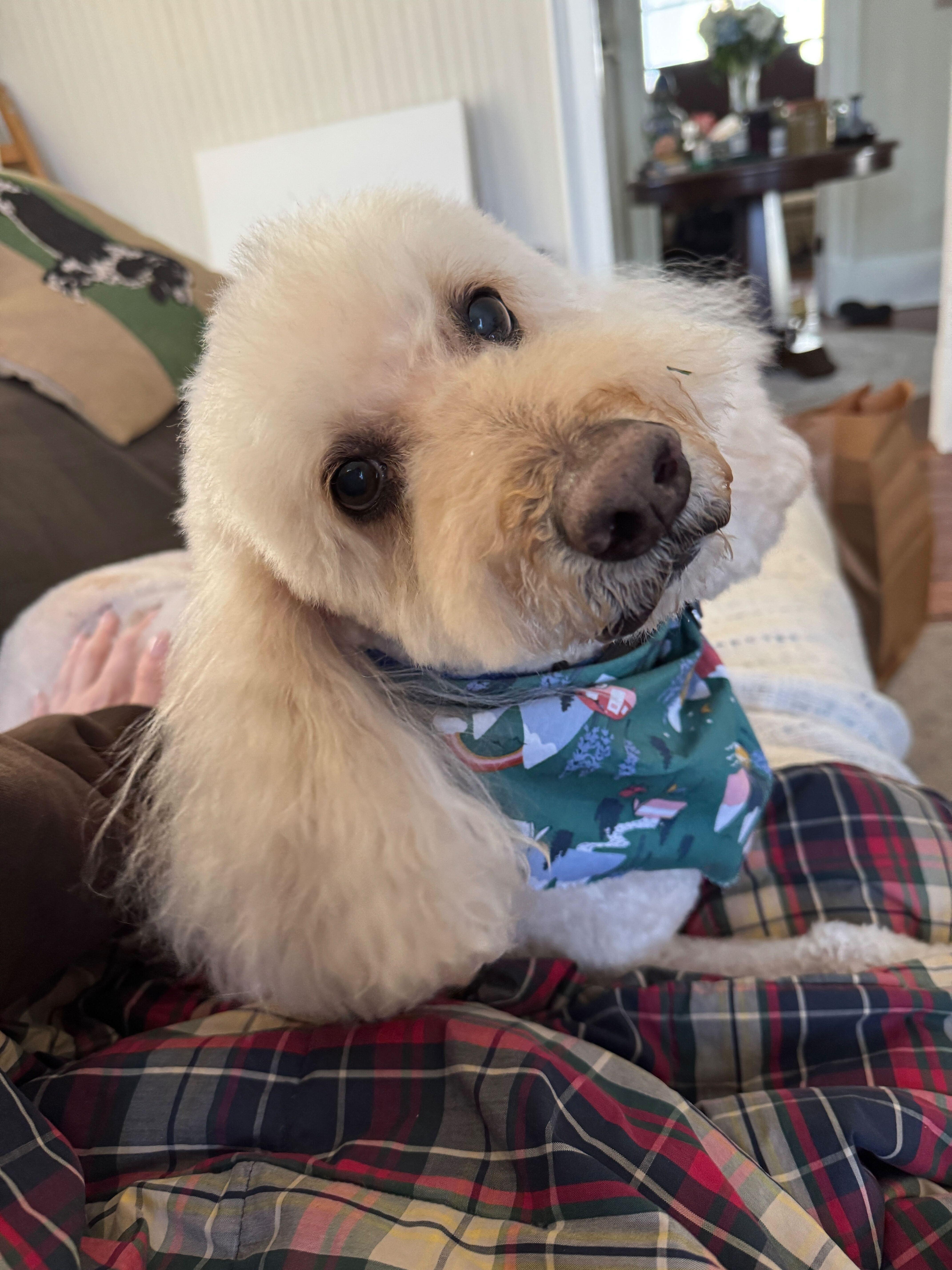 Boomerang, an adoptable Labradoodle in Garland, TX, 75041 | Photo Image 4