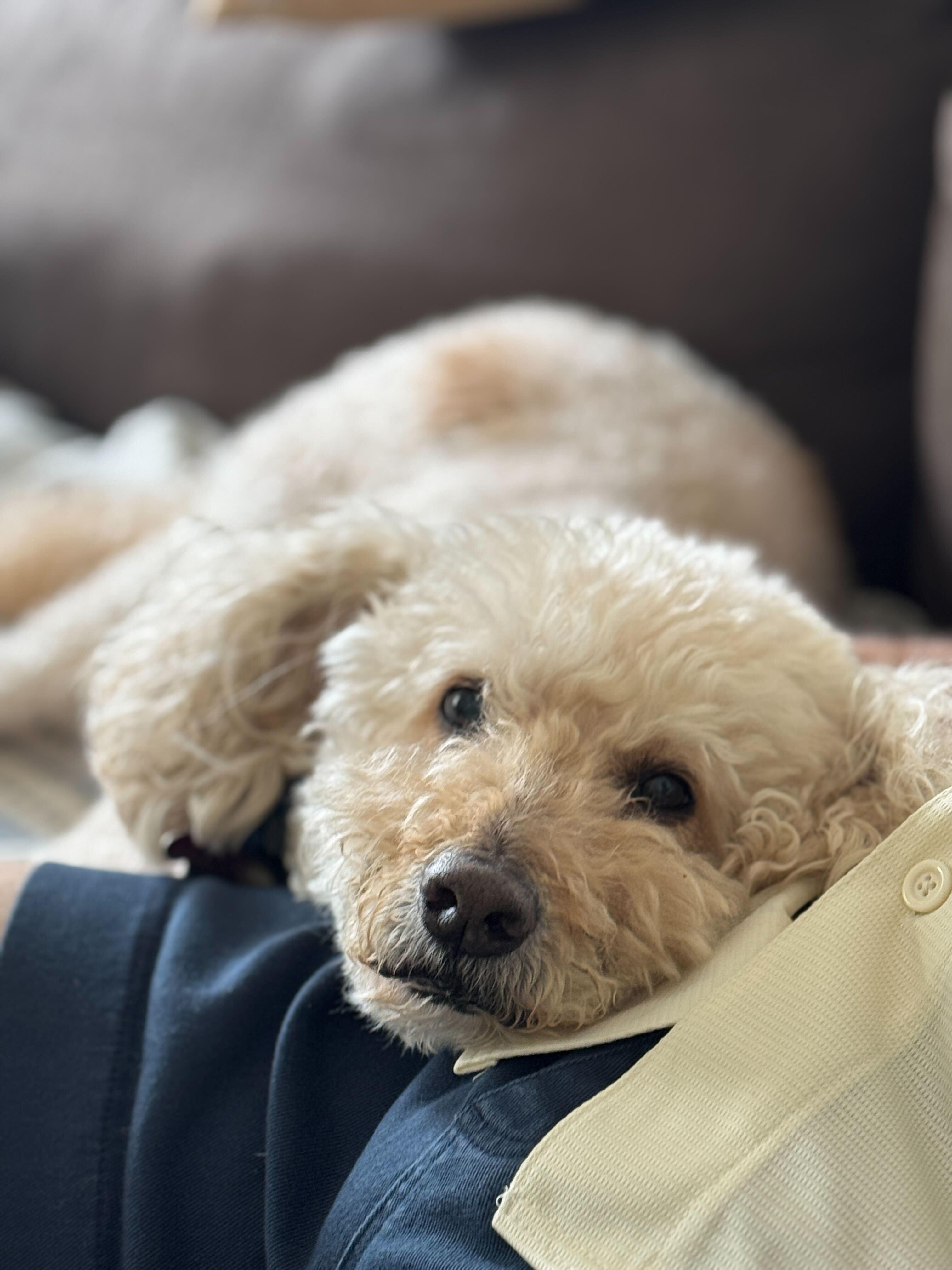 Boomerang, an adoptable Labradoodle in Garland, TX, 75041 | Photo Image 1