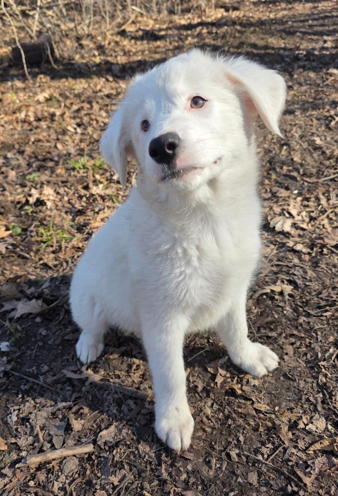 Enlarge Sparrow, a Adoptable mixed breed in Hastings, MN image 2/4
