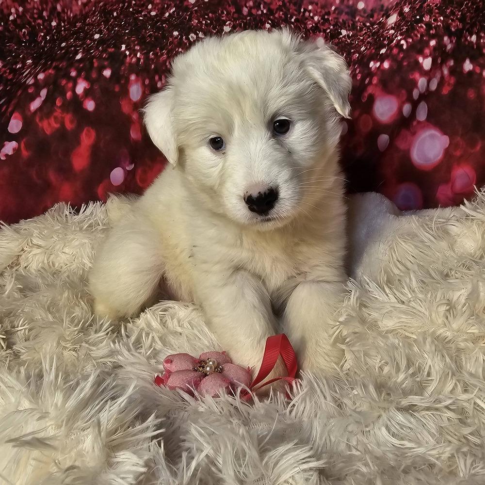 Sparrow, Adoptable, Puppy Female Australian Shepherd.