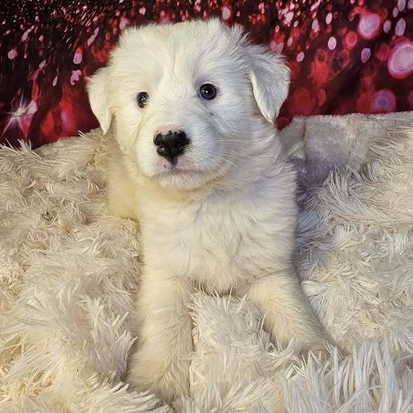 Enlarge Sparrow, a Adoptable mixed breed in Hastings, MN image 3/6