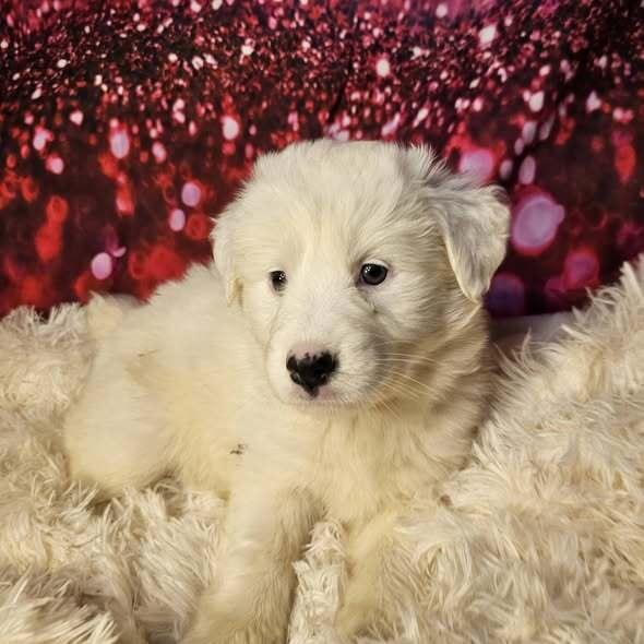 Enlarge Sparrow, a Adoptable mixed breed in Hastings, MN image 4/6