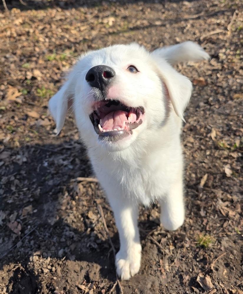 Enlarge Sparrow, a Adoptable mixed breed in Hastings, MN image 4/4
