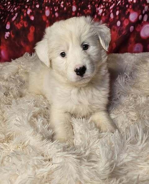 Enlarge Sparrow, a Adoptable mixed breed in Hastings, MN image 5/6