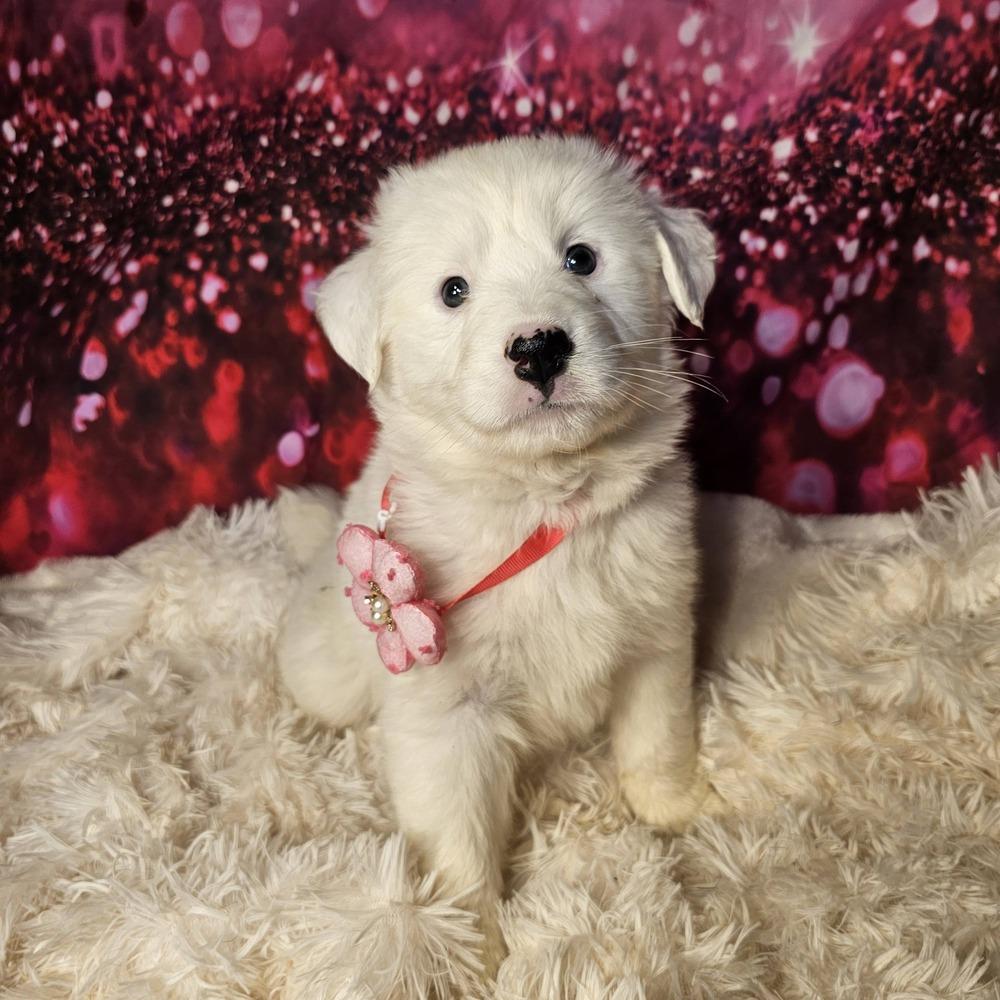 Enlarge Sparrow, a Adoptable mixed breed in Hastings, MN image 6/6