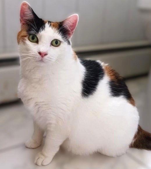 Mimi (Mama), a Adoptable Domestic Short Hair in Trenton, NJ image 1/3