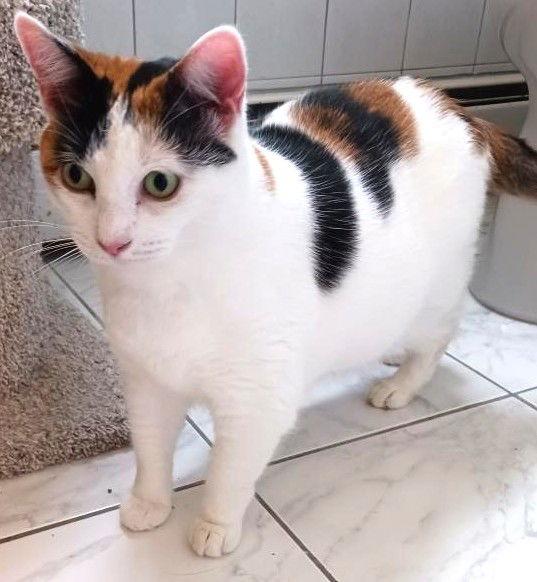 Mimi (Mama), a Adoptable Domestic Short Hair in Trenton, NJ image 2/3