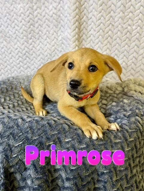 Enlarge Primrose, an adopted Belgian Shepherd / Malinois in Comfort, TX image 1/1