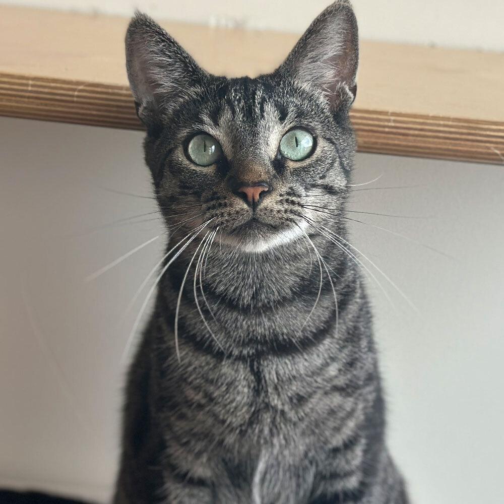 Enlarge Purdue, a Adoptable Domestic Short Hair in Port Washington, NY image 1/3