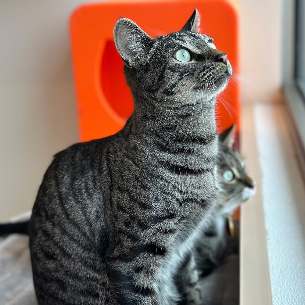 Enlarge Purdue, a Adoptable Domestic Short Hair in Port Washington, NY image 2/3