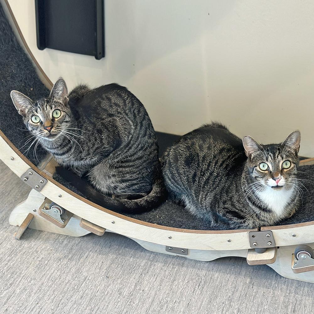 Enlarge Purdue, a Adoptable Domestic Short Hair in Port Washington, NY image 3/3