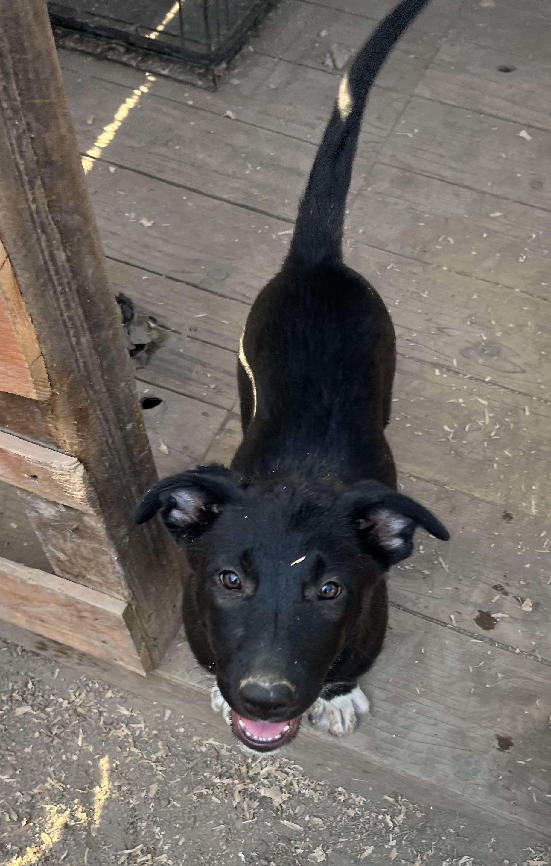 Katniss Everdeen, a Adoptable mixed breed in stockton, CA image 2/5
