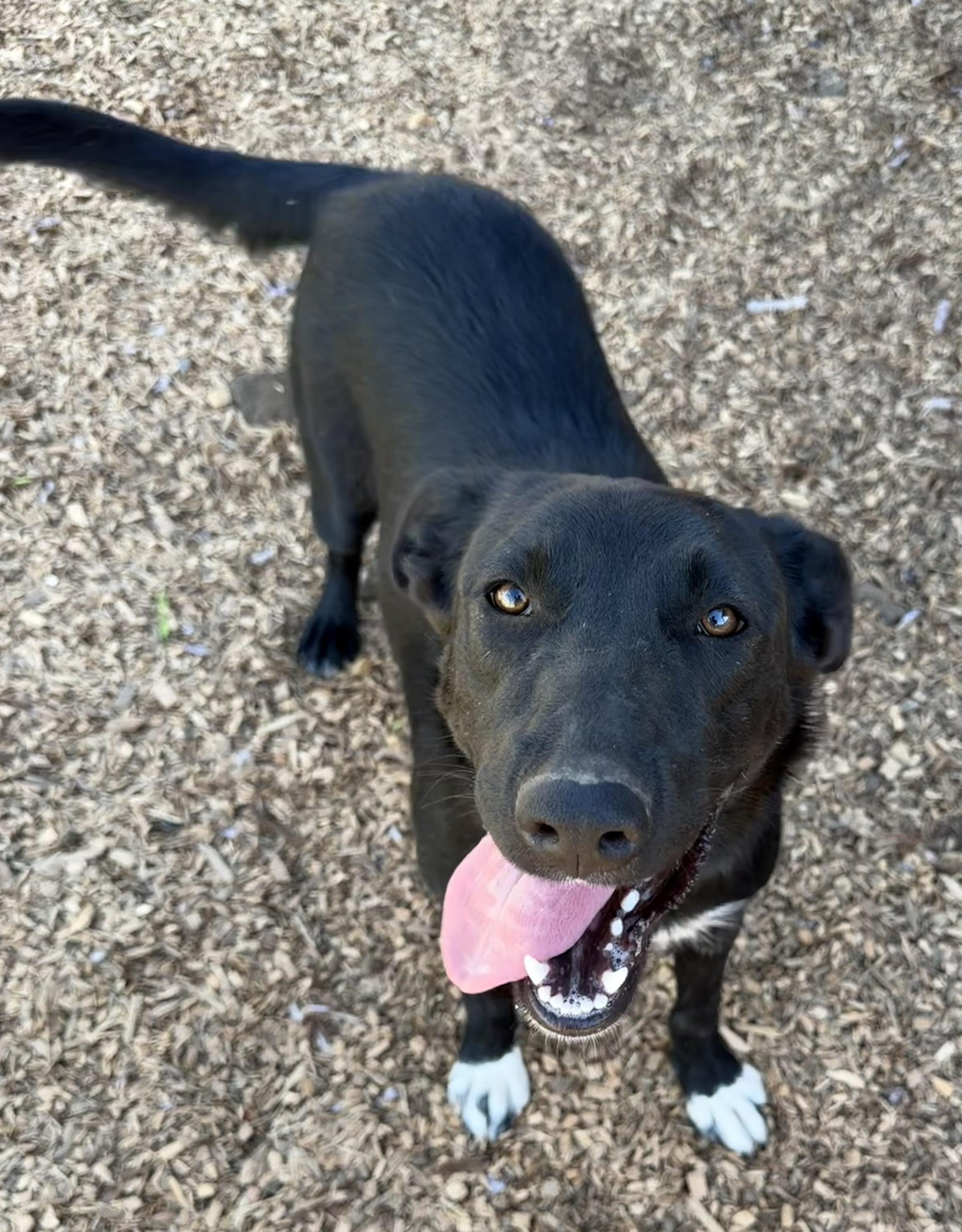Enlarge Katniss, a Adoptable mixed breed in Dublin, CA image 2/4