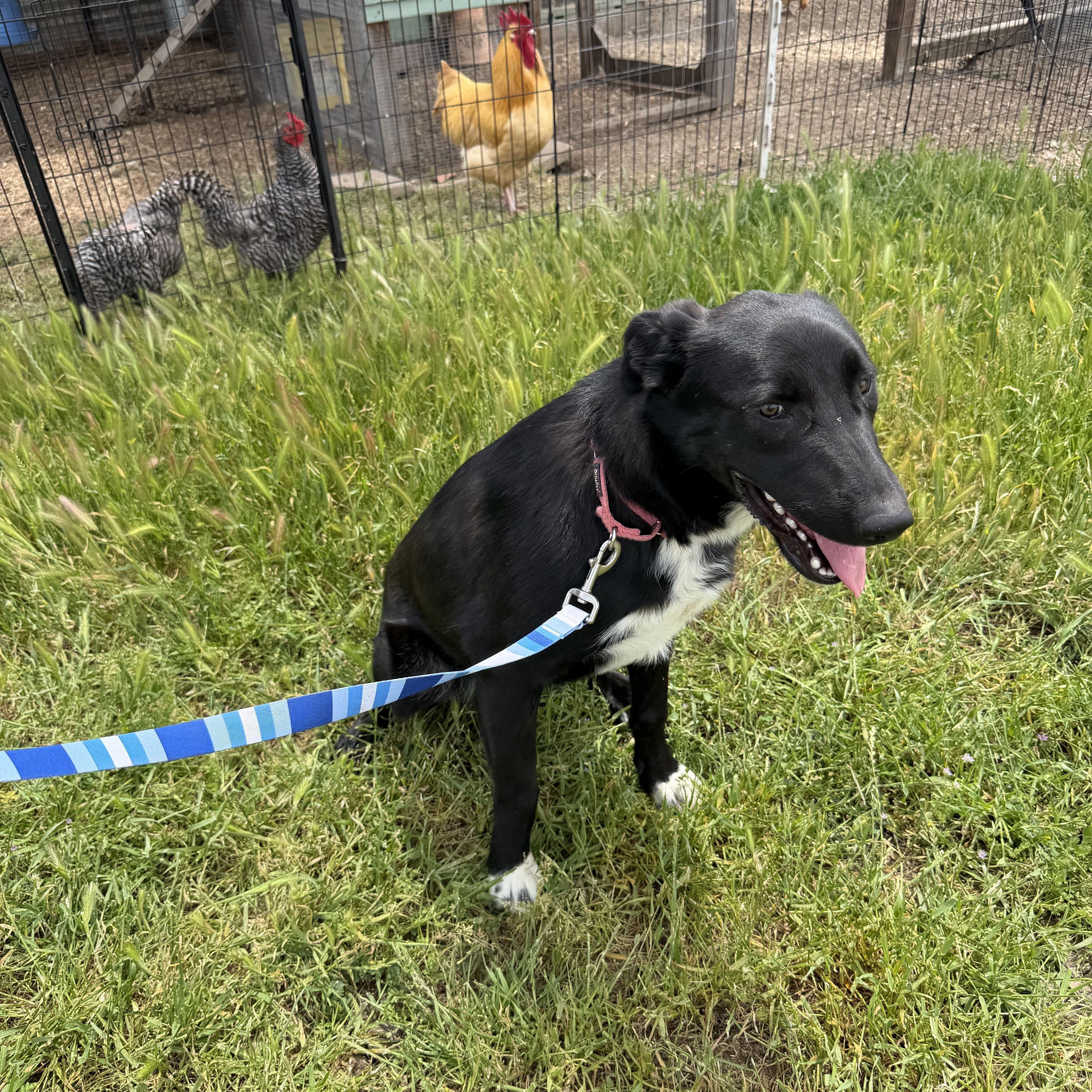 Katniss, Adoptable, Young Female German Shepherd Dog & Pit Bull Terrier.