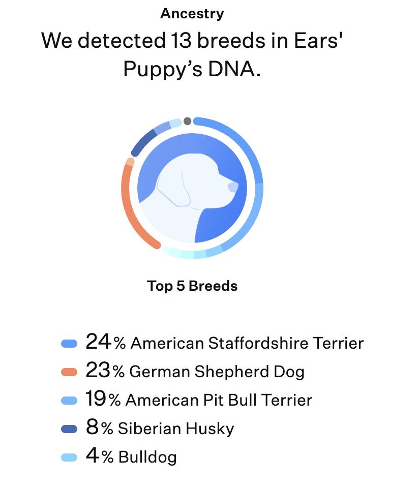 Katniss Everdeen, a Adoptable mixed breed in stockton, CA image 4/5