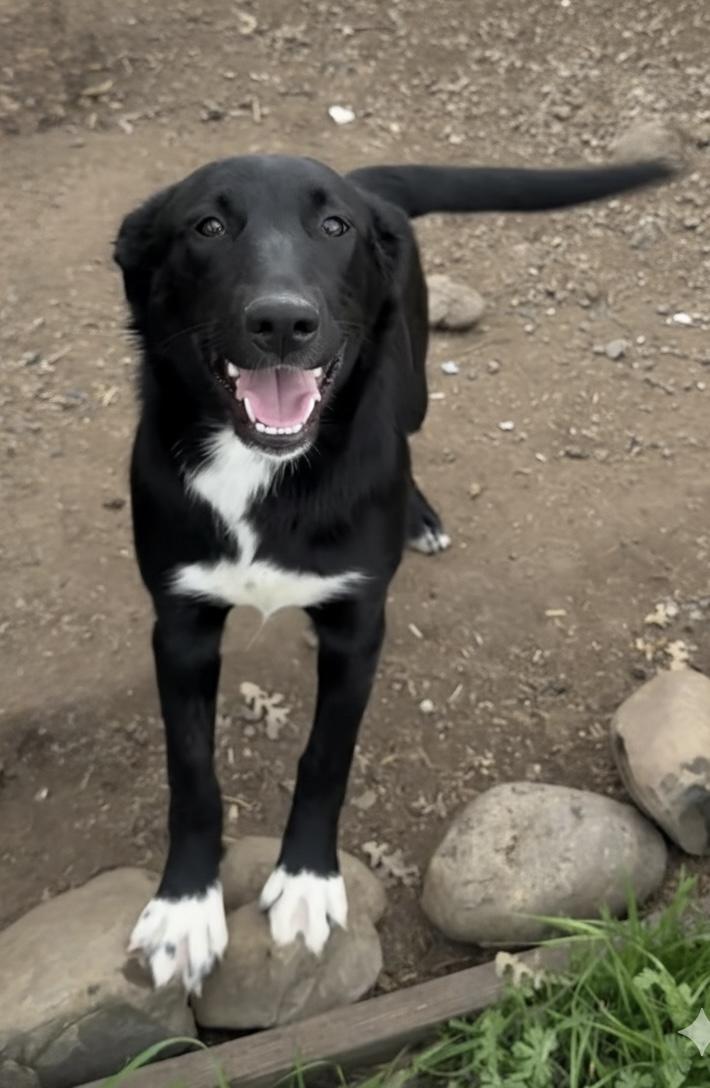 Katniss Everdeen, Adoptable, Young Female German Shepherd Dog & Pit Bull Terrier.