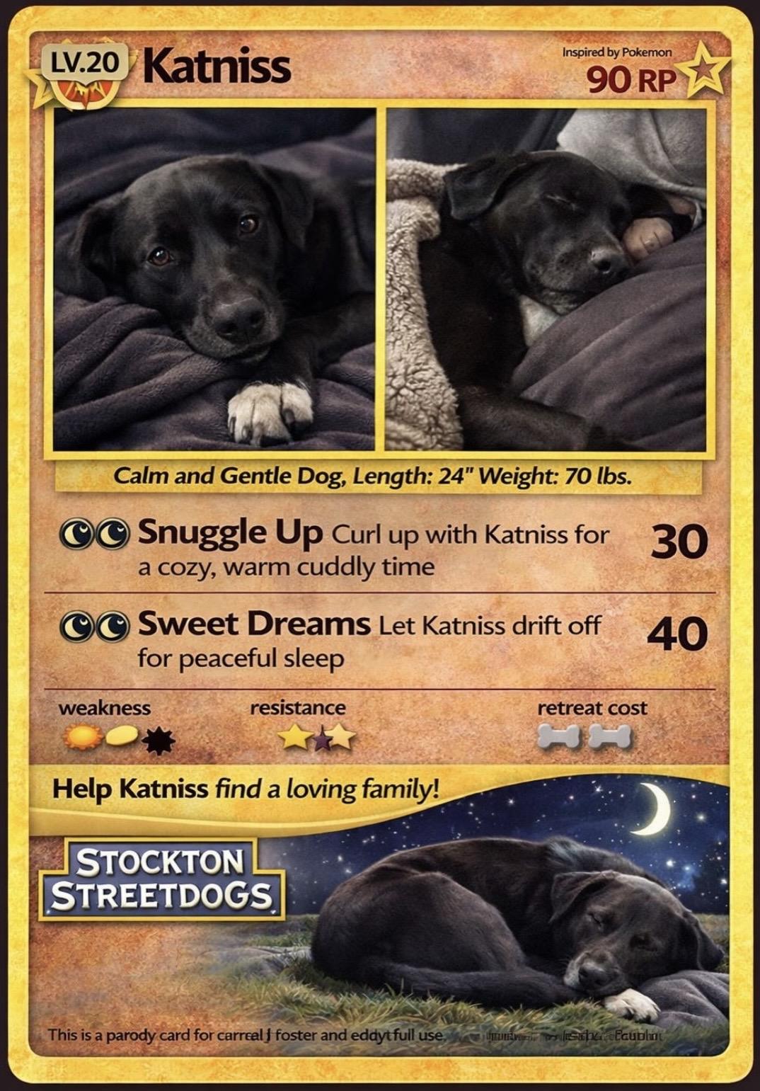 Katniss Everdeen, a Adoptable mixed breed in stockton, CA image 5/5