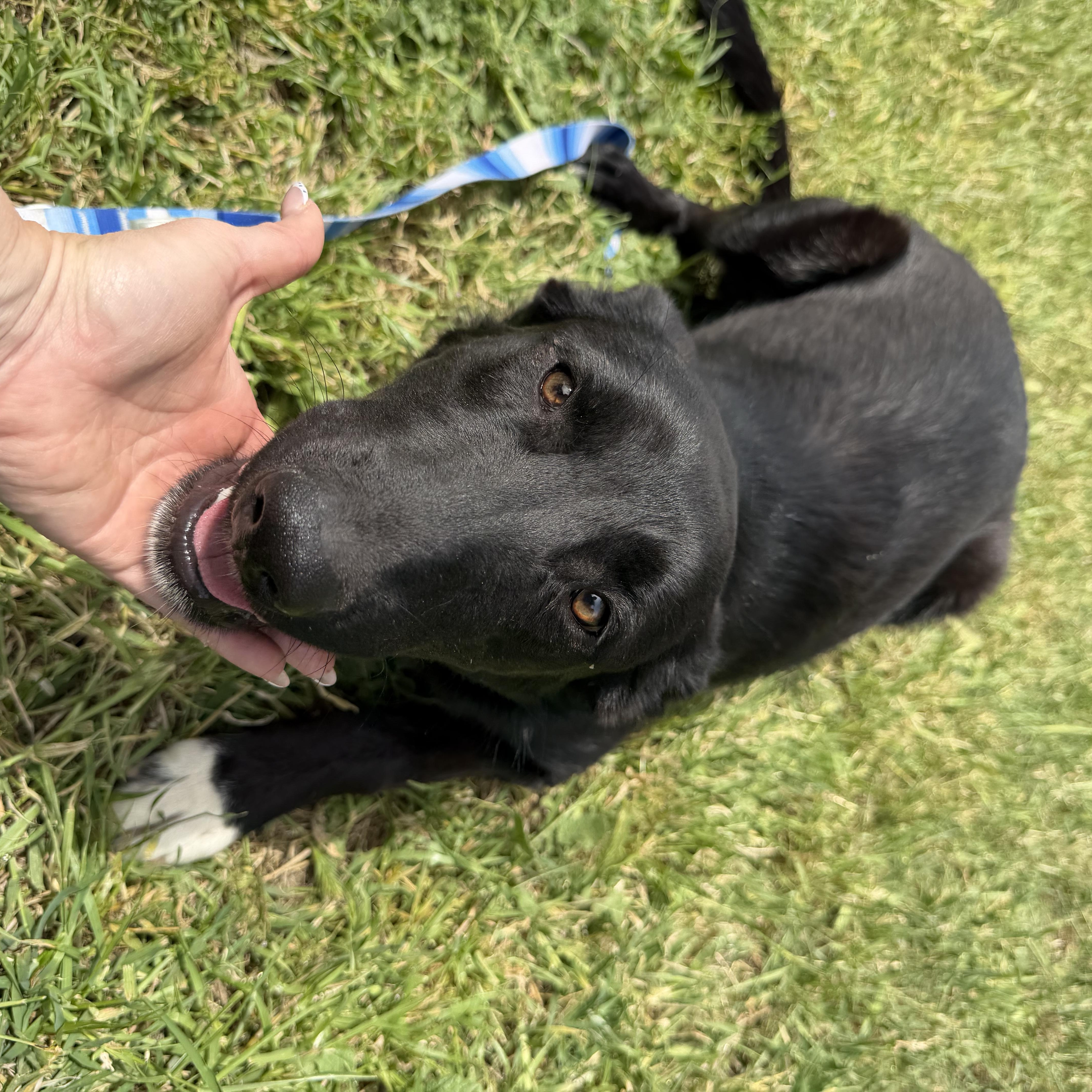 Katniss, a Adoptable mixed breed in Dublin, CA image 2/6