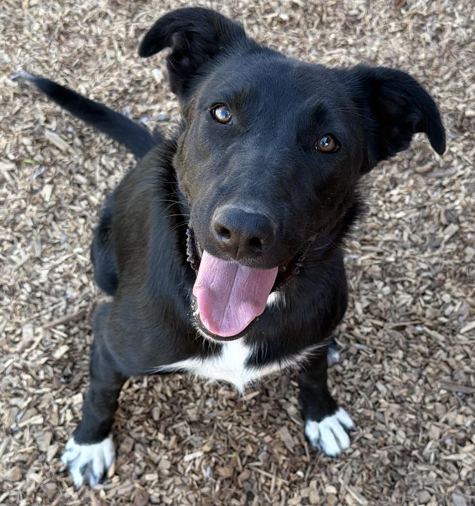 Katniss, Adoptable, Young Female German Shepherd Dog & Pit Bull Terrier.