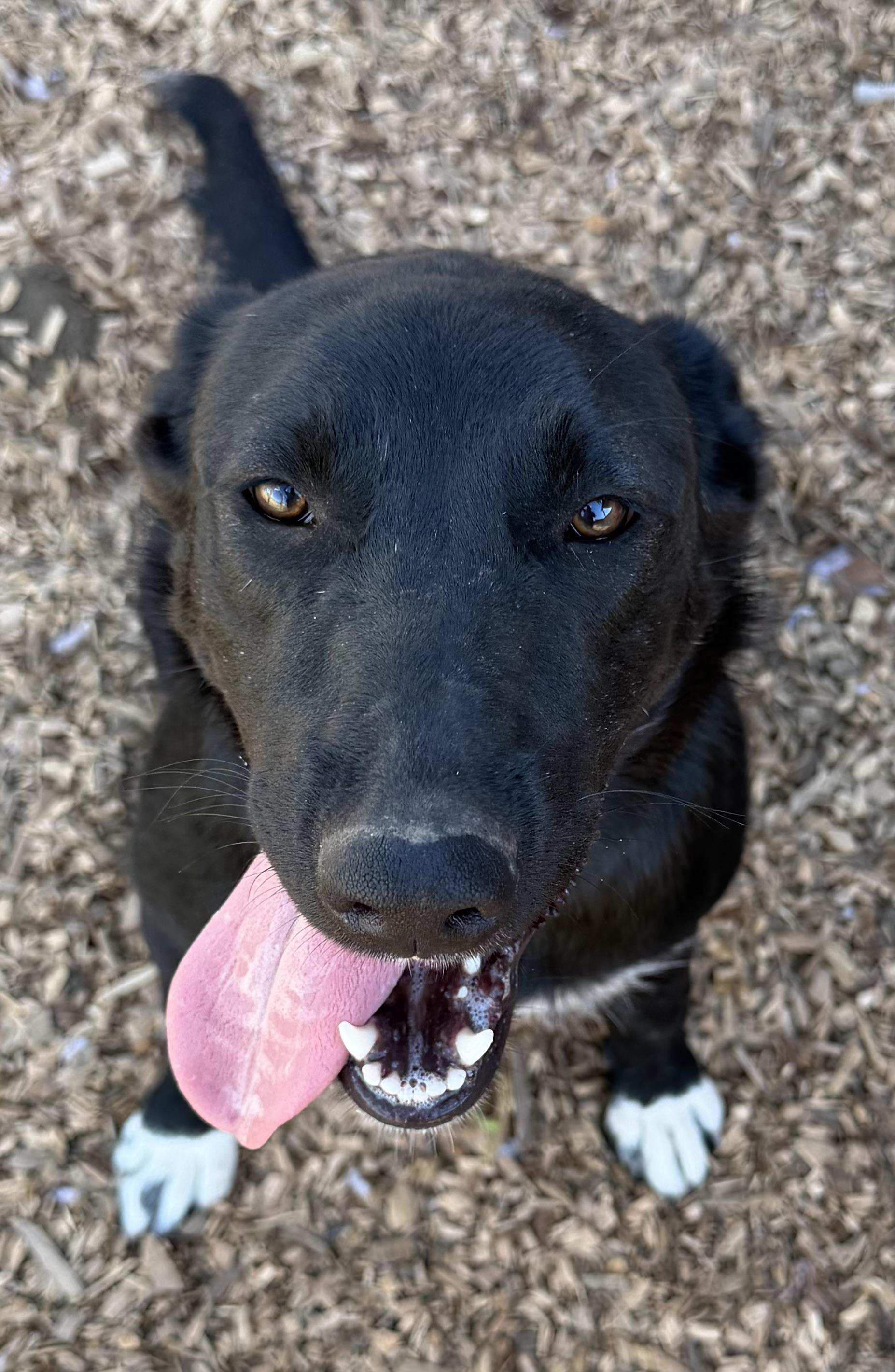 Enlarge Katniss, a Adoptable mixed breed in Dublin, CA image 3/4