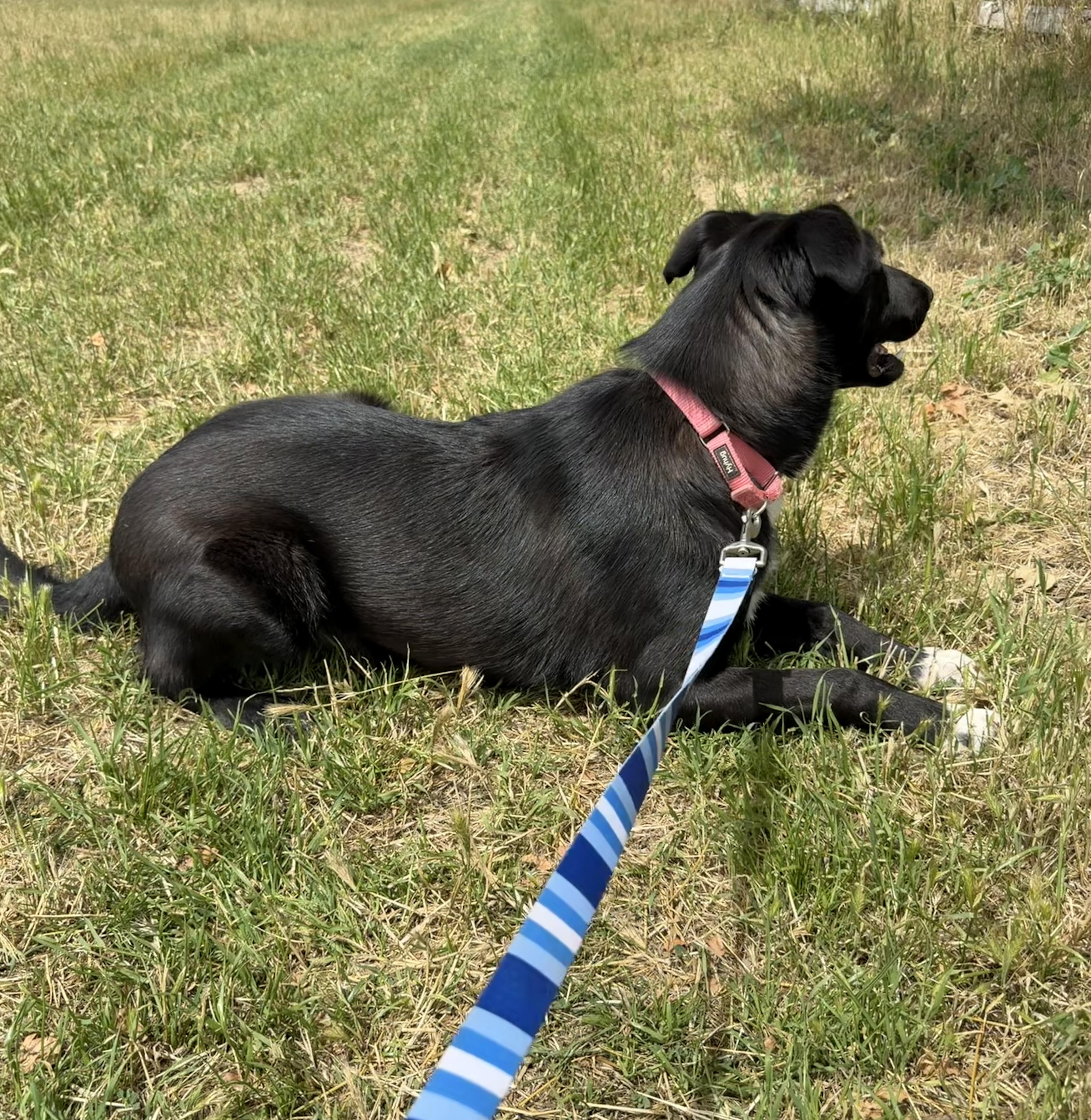 Katniss, a Adoptable mixed breed in Dublin, CA image 4/6